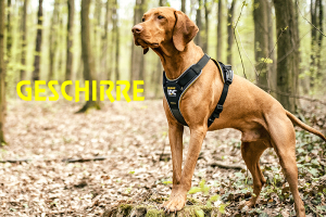 Hundegeschirr